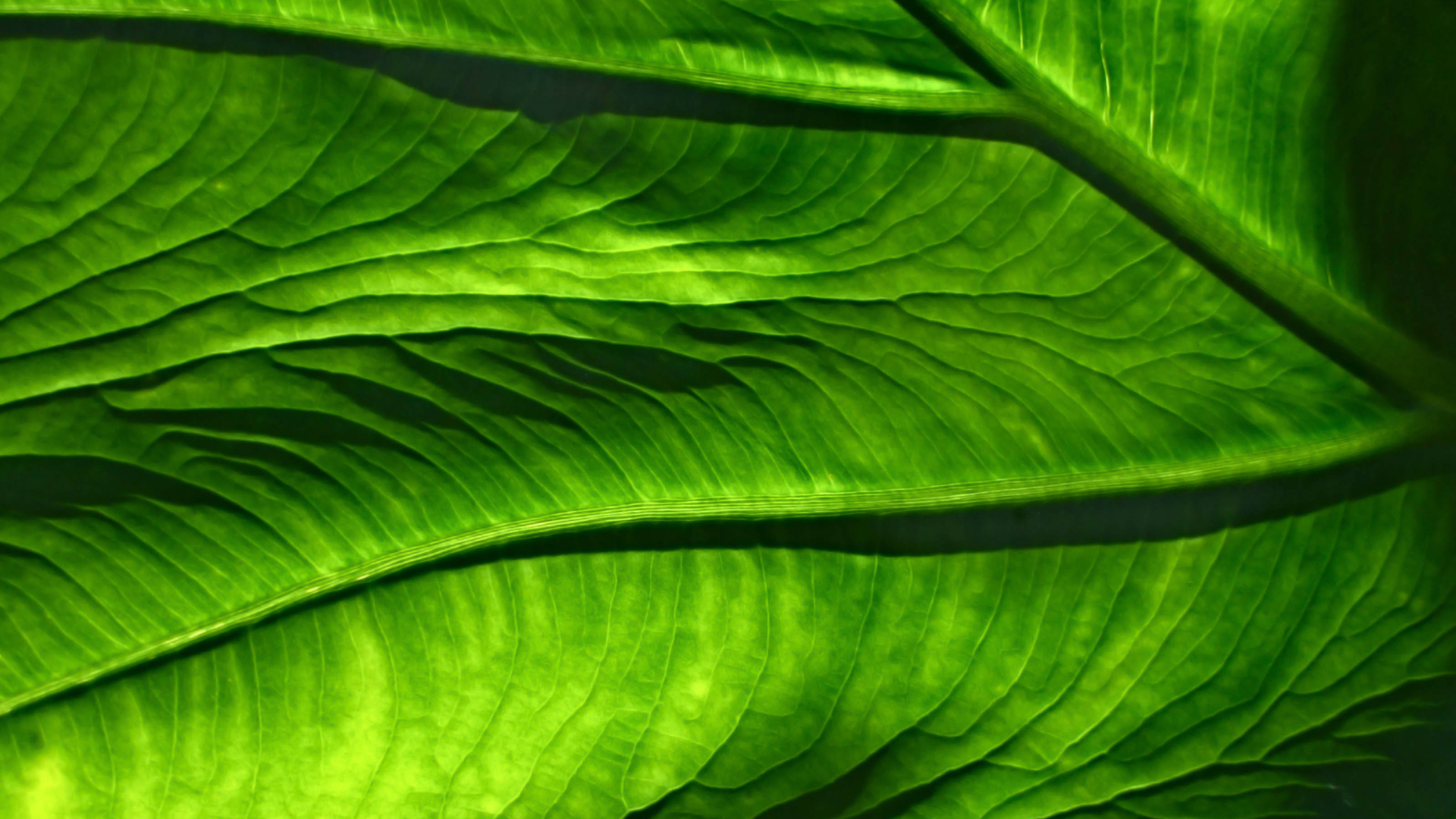 What Does it Mean if I Have Green Veins?